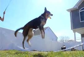 dog jumping rope