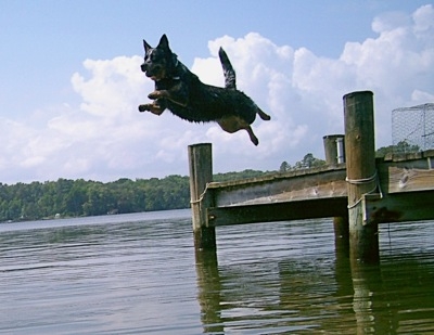 Summer Dogs