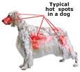 Hot Spots (Acute Moist Dermatitis) in Dogs