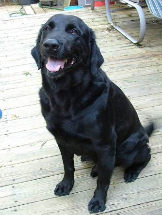 Labrador Retriever Saves Drowning Baby