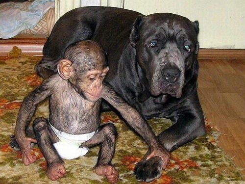 Orphaned Chimp Shaking Mastiff's Paw