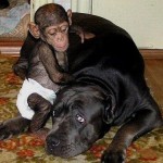 Orphaned Chimpanzee Appears To Help The New Mother Relax