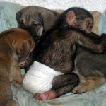 Orphaned Chimpanzee Cuddling With Some of the Puppies