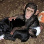 Chimpanzee Hanging Out With His New Pal