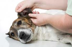dog's ear getting checked
