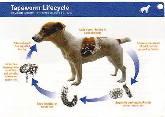 Tapeworm Diagram