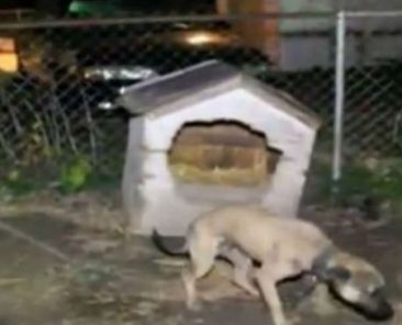 Young Calicoe Dog Fighting