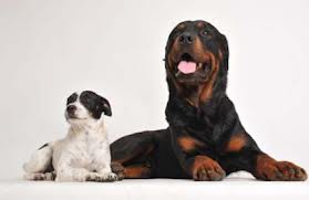 Kidney Failure in Dogs - Treatment