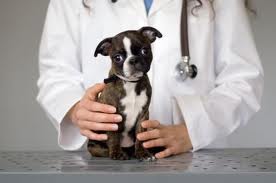 Pancreatitis in Dogs- Treatments