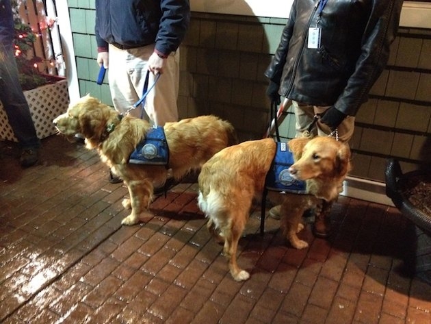 Dogs Helping To Mend Hearts In Newtown