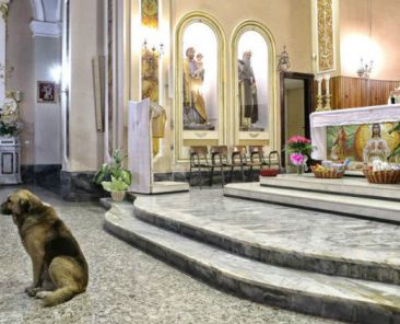 Loyal Dog At mass