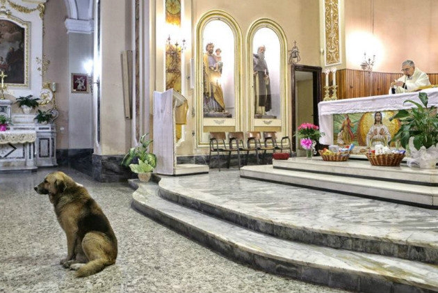 Loyal Dog At mass