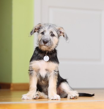 Puppy Training Puppy Training Apple Valley Ca