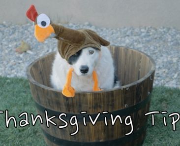 Dog Safety Tips For Thanksgiving