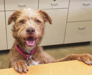 Shelters Dogs Adopted