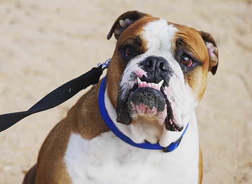 dog training barstow ca english bulldog