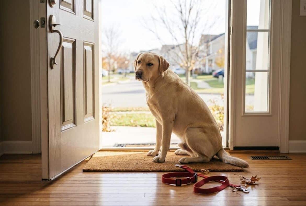 Dog sitting at the front door refusing to go for a walk