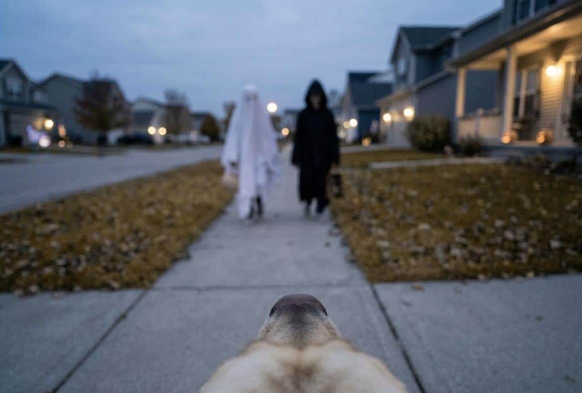 A dog’s-eye view of a Halloween street at dusk with blurry costumed figures