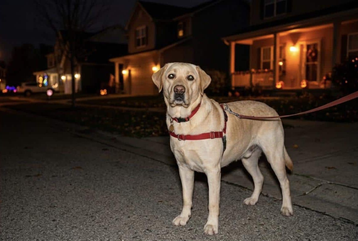 Yellow Lab on a dark street at night with light reflecting in his eyes