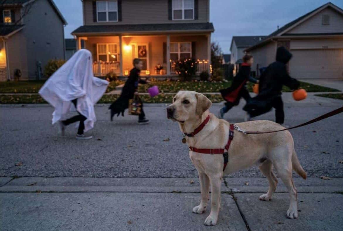 Dog watching kids in capes and a ghost sheet run past on Halloween