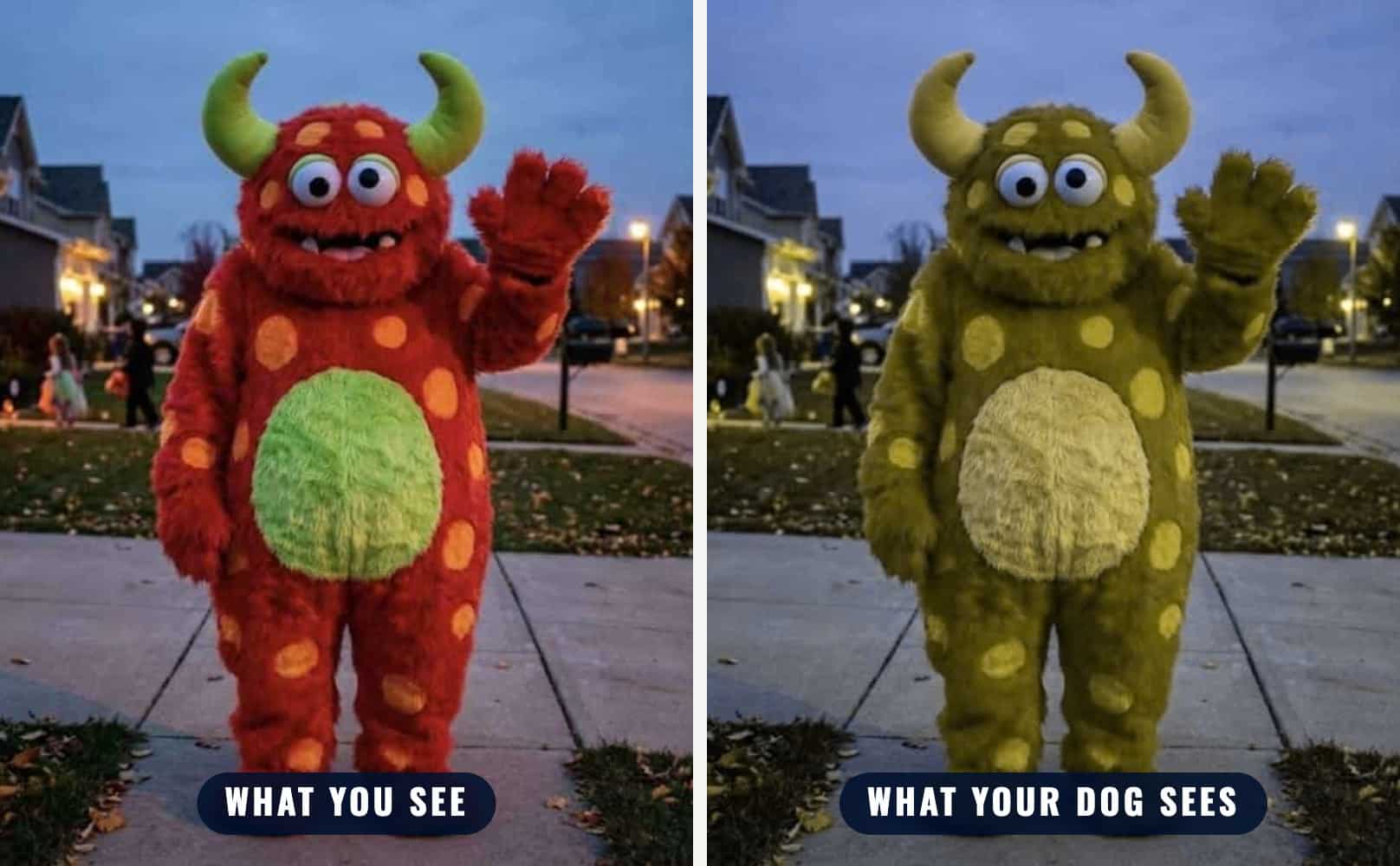 A red and green monster costume as people see it and as a dog sees it, with the red fur and green horns turning the same yellow