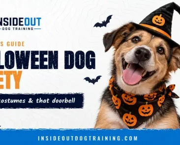 Halloween dog safety guide: happy dog in a witch hat and pumpkin bandana, from InsideOut Dog Training