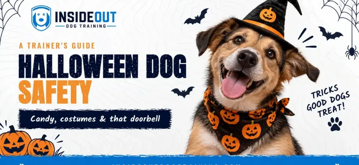 Halloween dog safety guide: happy dog in a witch hat and pumpkin bandana, from InsideOut Dog Training