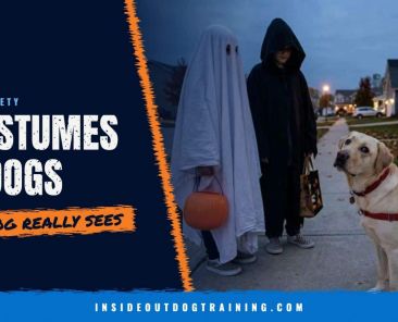 Why Halloween costumes scare dogs: a yellow Lab looking up at people in a ghost sheet and a dark hood